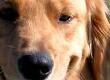 DNA Screening Use in Dog Breeding