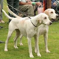 Open Show Kennel Club Judge Exhibitor