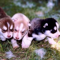 Breeding Puppies Breed Club Kennel Club