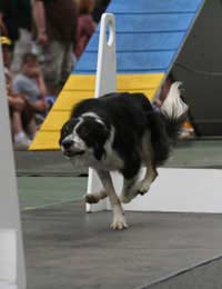 Crufts Qualifications Championship Dog
