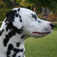 Congenital Deafness In Dogs Canine