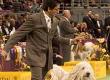 What to Expect at a Dog Show