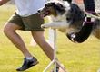 Sport for Dogs: Agility