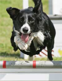 Show Dog Showing Breed Pedigree Dogs