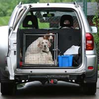 Puppy Travelling Home Breeder First