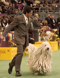 Dog Show Open Show Puppy Venue Judging