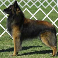 Judge Kennel Club Integrity Championship