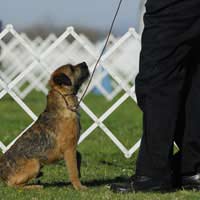 Junior Warrant Breed Club Open Show