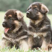 Puppies Kennel Club Puppy List Litter
