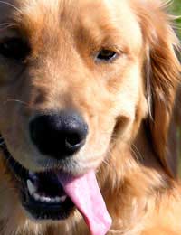 Dna Screening Tests In Dogs Canine