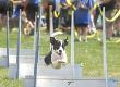 Team Sport for Dogs: Flyball