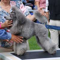 Dog Dog Show Exhibiting Breeder Food