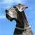 Growth Defects in Larger Breeds of Dog