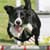 Quiz: Is Dog-showing Right for You?