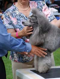 Kennel Club Code Of Best Practice Judge