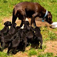 Puppy	 Litter Breeder Exhibit Show