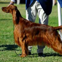 Show Dog Overview