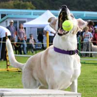 Companion Dog Shows Pedigree Puppies