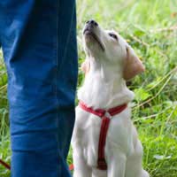 Kennel Club Championship Show Pastoral