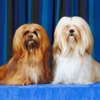 Dog Show Schedule Secretary Exhibitor