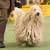 Are Purebred Show Dogs Unhealthy?