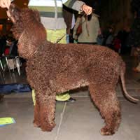 Exhibitor Dog Shows Training Classes