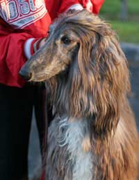 Stud Book Stud Book Bands Kennel Club