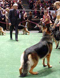 Judge Crufts Kennel Club Show Ring