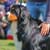 What Training Do Dog Show Judges Have?