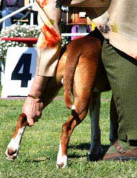 Pet Passportkennel Club Exhibit