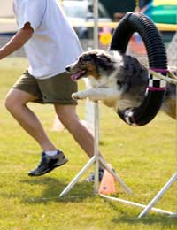 Agility Handler Dog Classes Kennel Club