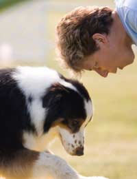 Obedience Kennel Club Tests Classes