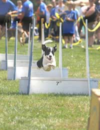 Flyball Kennel Club Box Tennis Balls