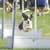 Team Sport for Dogs: Flyball