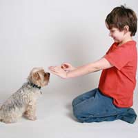 Junior Handling Agility Obedience Show