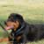 When is the Best Time to Breed Your Dog?