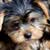 Unscrupulous Dog Breeders